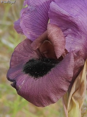 Iris mariae