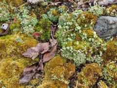 Cladonia asahinae