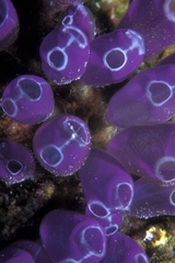 Clavelina puertosecensis