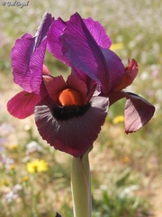 Iris mariae