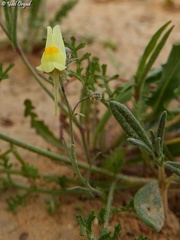 Linaria haelava