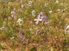 Matthiola aspera