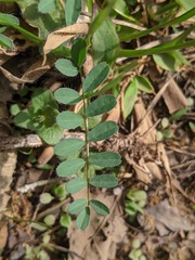 Astragalus tennesseensis