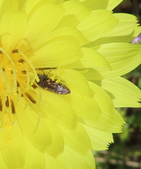 Acmaeodera neglecta neoneglecta