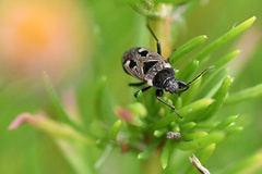 Caprochromus moerens