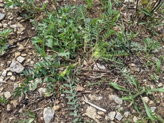Astragalus tennesseensis