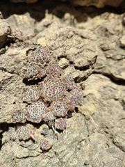 Sempervivum pittonii
