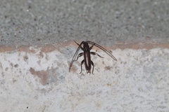 Geropa concolor