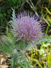 Cirsium horridulum