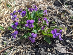 Viola egglestonii