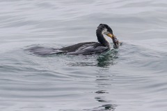 Microcarbo melanoleucos