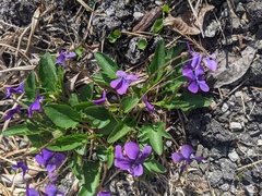 Viola egglestonii