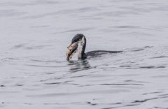 Microcarbo melanoleucos