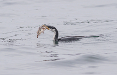 Microcarbo melanoleucos