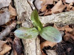 Trillium sessile