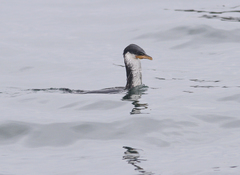 Microcarbo melanoleucos