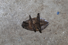 Belostoma subspinosum