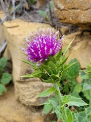Silybum marianum