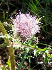 Cirsium horridulum