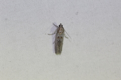 Caristanius decoloralis
