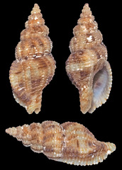 Sinetectula egregia