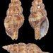 Sinetectula egregia - Photo (c) uwkwaj, alguns direitos reservados (CC BY-NC), uploaded by uwkwaj