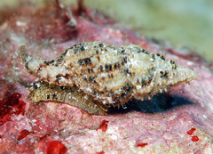 Sinetectula egregia