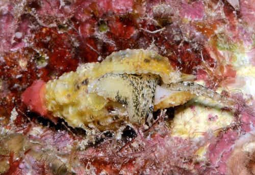 Engina egregia observed 2012-07-02