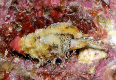 Sinetectula egregia