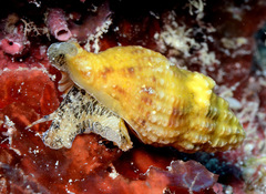 Sinetectula egregia