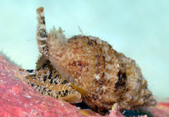 Sinetectula egregia