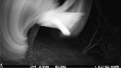 Glaucidium gnoma