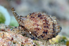 Sinetectula egregia