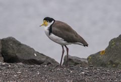 Vanellus miles novaehollandiae