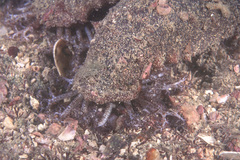 Holothuria impatiens