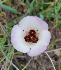 Calochortus catalinae