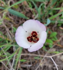 Calochortus catalinae
