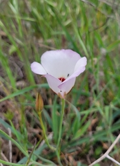 Calochortus catalinae