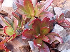 Epilobium crassum