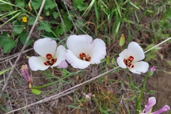 Calochortus catalinae