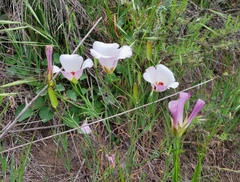 Calochortus catalinae