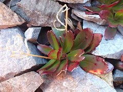 Epilobium crassum