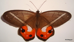 Pierella nereis