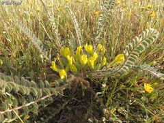 Astragalus caprinus