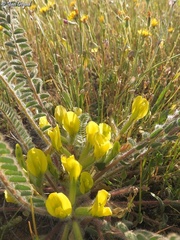 Astragalus caprinus