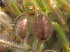 Astragalus caprinus