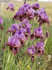 Iris mariae