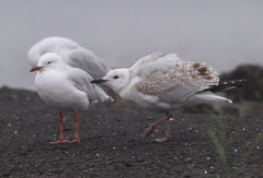 Chroicocephalus novaehollandiae