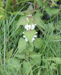 Lamium album
