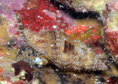 Sinetectula egregia
